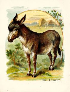 Donkey, the