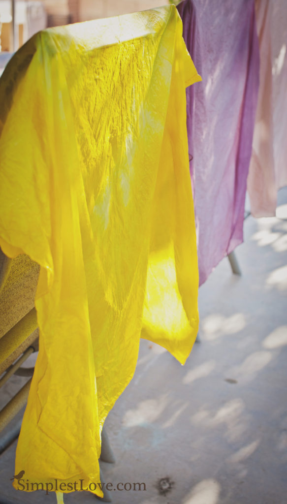 Natural silk dying turmeric 